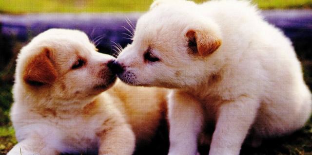 和狗狗亲热不小心吃下它的口水,会有什么样的后果?可算是知道了