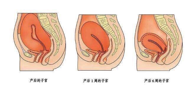 在分娩刚刚结束时,因子宫颈充血,水肿,会变得非常柔软,子宫颈壁也很薄