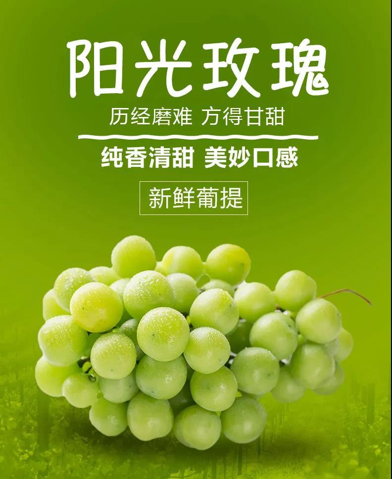 周末一起相约葡小淘生态园品尝网红葡萄——阳光玫瑰