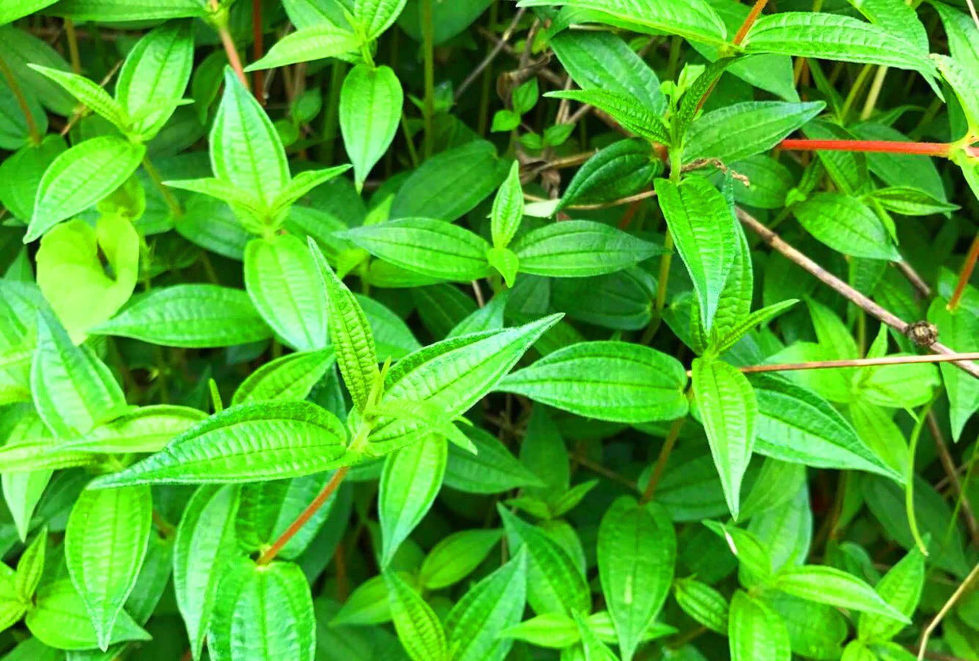 农村这种常见的野草,用来炖肉最好,还可治病,你认识吗?