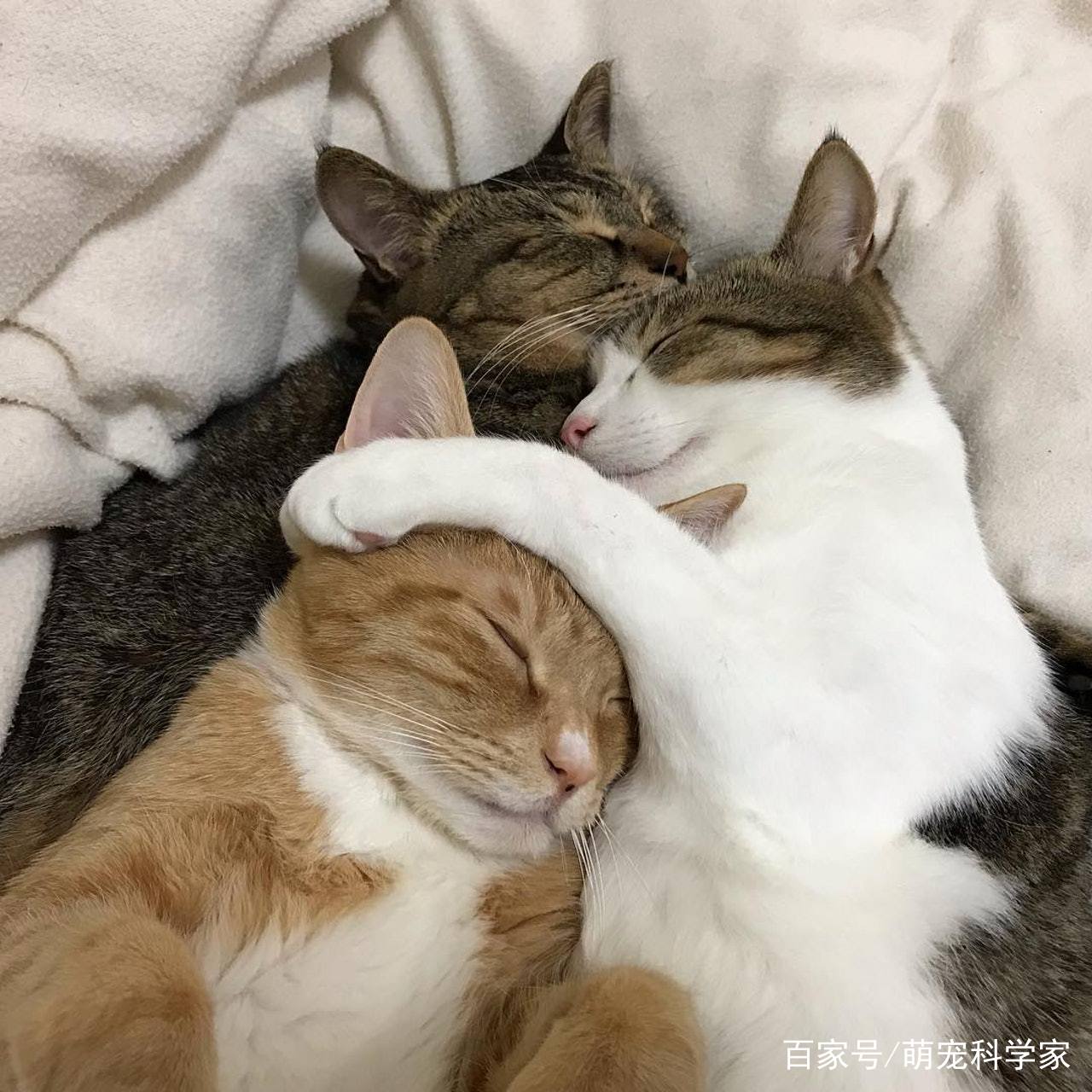 家里的3只猫咪爱叠在一起睡觉,主人拍下蠢萌睡姿,吸粉9万多
