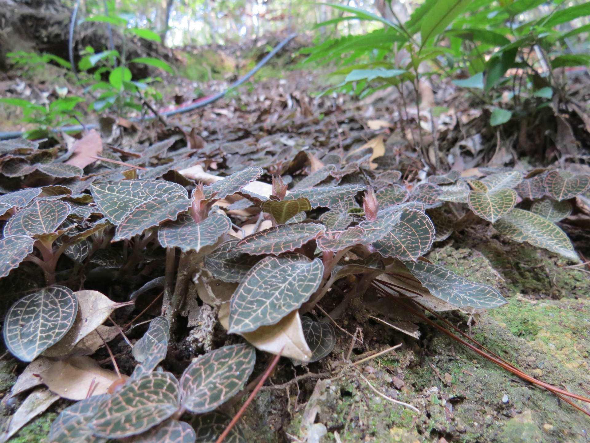 它浑身串"金丝",曾是农民救命草,殊不知价值珍贵,一斤1200元