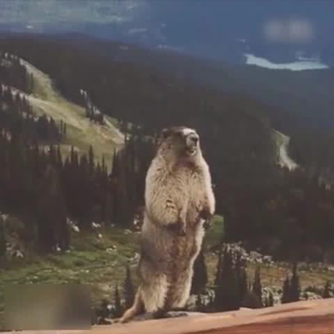 土拨鼠凭什么凭借一张表情包就跻身宠物行列?原因出人意料