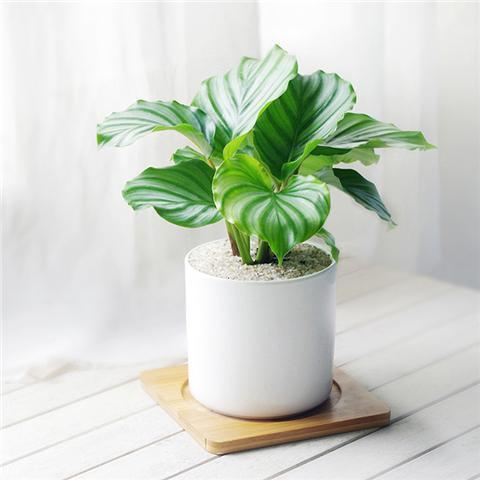 12种室内耐阴植物没阳光也能活