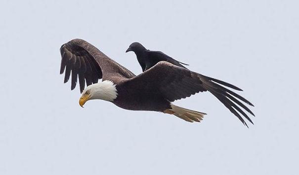 征服老鹰调戏北极熊这7张图让你重新认识聪明的乌鸦