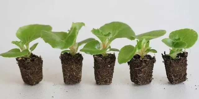 四季海棠播种到开花的全纪录,怎么种才容易发芽!