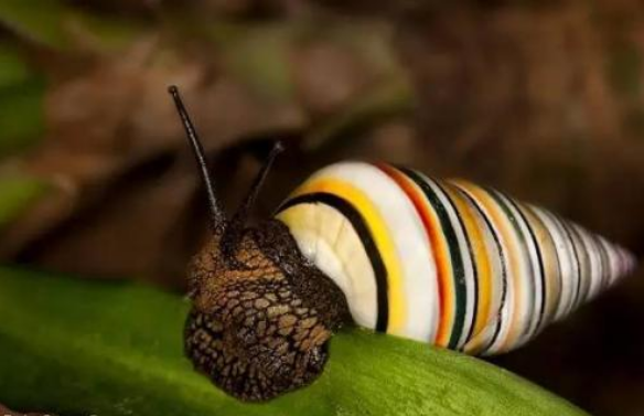 但是由于生态系统的变化还有一些自然界捕食者的侵略,夏威夷本土蜗牛