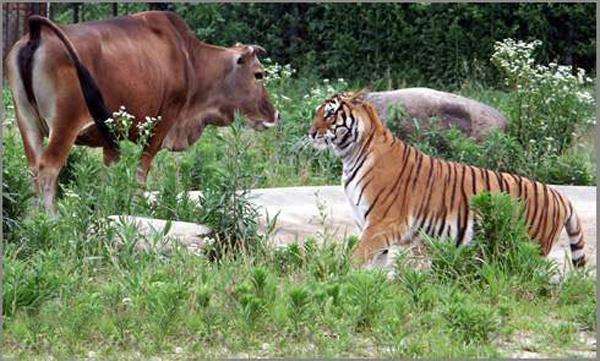 实拍万兽之王老虎大战水牛, 秒杀猎物只需3分钟!