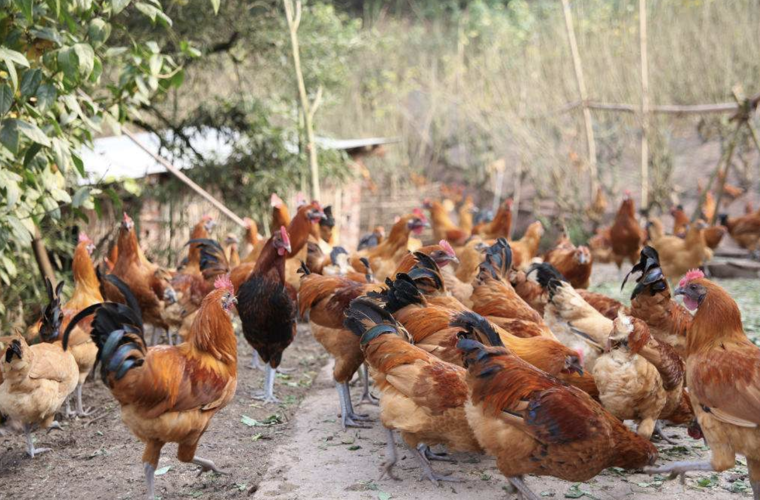 饲养鸡的好几倍,于是农民们似乎嗅到了商机,纷纷在家搭棚,养起鸡来,但