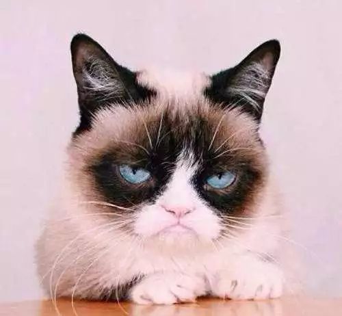 一只会摆臭脸的大橘猫网友此猫不红天理难容