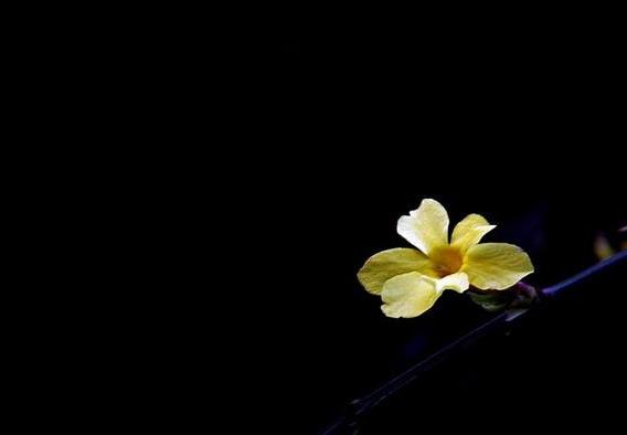 教你拍出神秘感黑底照片拍摄技巧揭秘