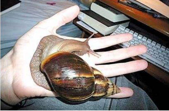 科学家做过多种努力,它14年的生命结束,又宣布了一个物种灭绝|蜗牛