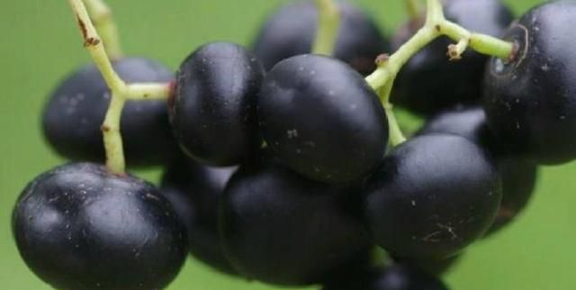 这种植物叫做"乌蔹莓",在农村也被叫"母猪藤",不知道在你的家乡又被