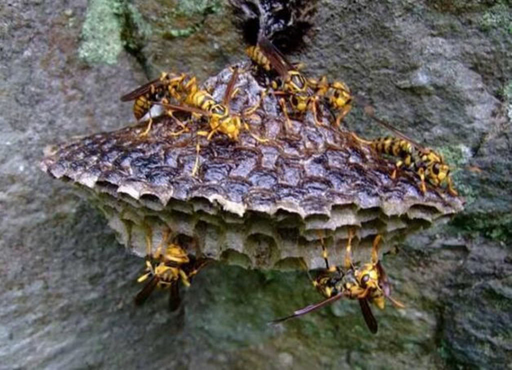 农村人的恶邻居让农村孩子避之唯恐不及的狠角色