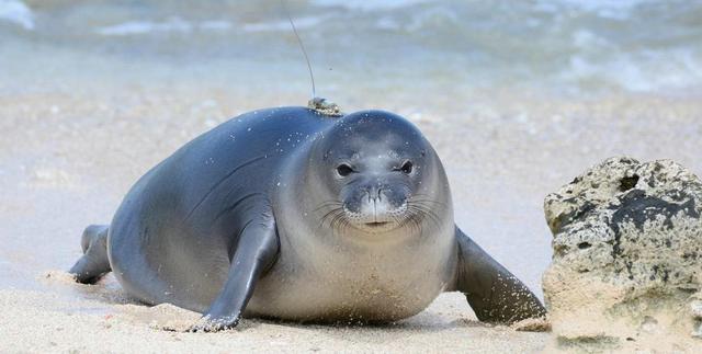 飓风过后小岛几乎消失萌萌的僧海豹好可怜全球仅存千余头