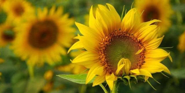 利用俯视角度拍摄,除了在视觉上的新鲜感外,还能降花蕊和花瓣的形态