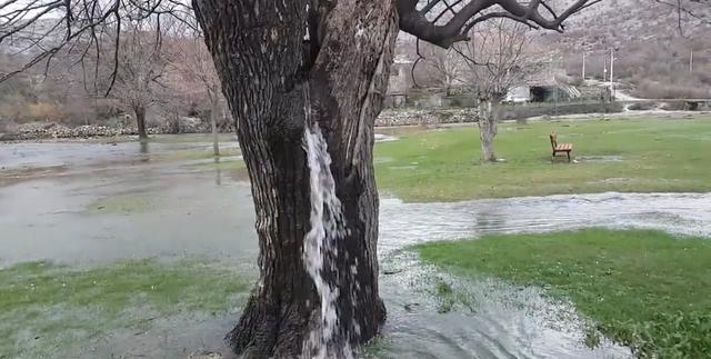 奇观!全球唯一会"喷水"的树,几十年没有停息,水从哪里来的?