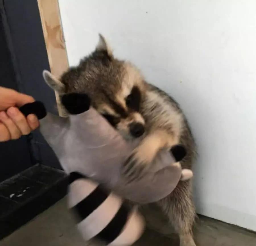 小浣熊见到一玩具后,紧紧抱着死活不撒手,抢后一溜烟跑了