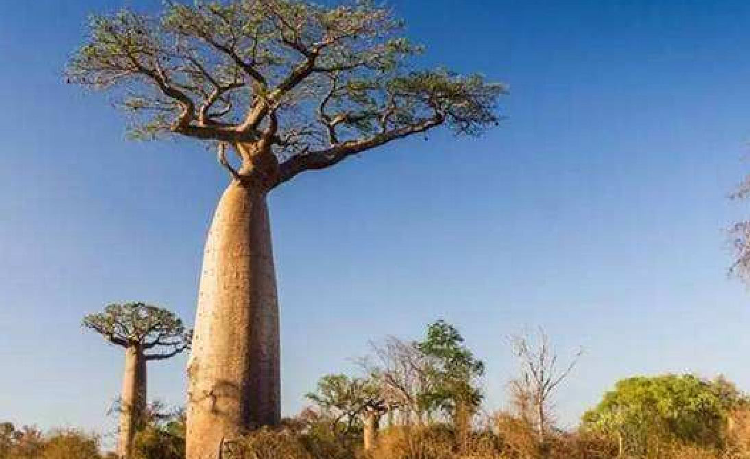 这种树能储存2吨水,打个小孔就能喝,能种在荒漠里吗?