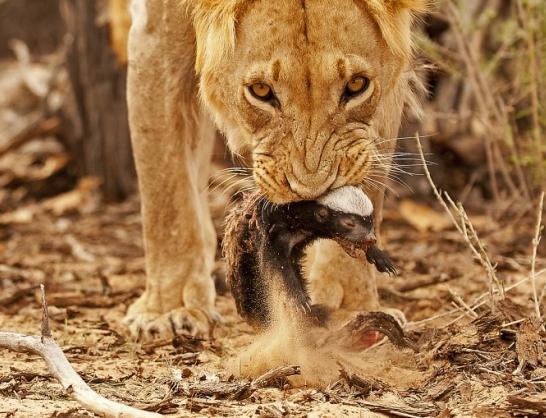 两只狮子正在疯狂的对战,蜜獾上前来帮忙,你猜最后怎么了?
