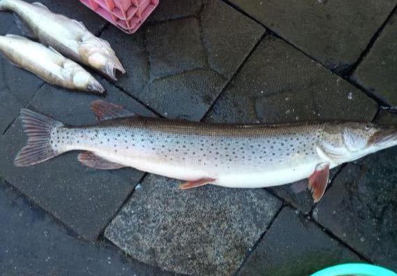 山东黄河段出现狗鱼,钓友:淡水最凶残的鱼,哪来的?