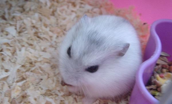 为白布丁;他们的个性很温和,跟人们的互动性高,只是相比其他三线仓鼠