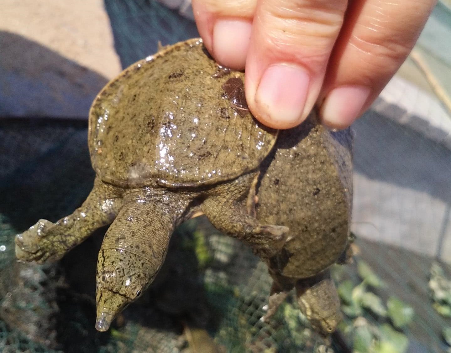 农民称它"泥龟",30年前农田中多见,如今卖到了60多一斤