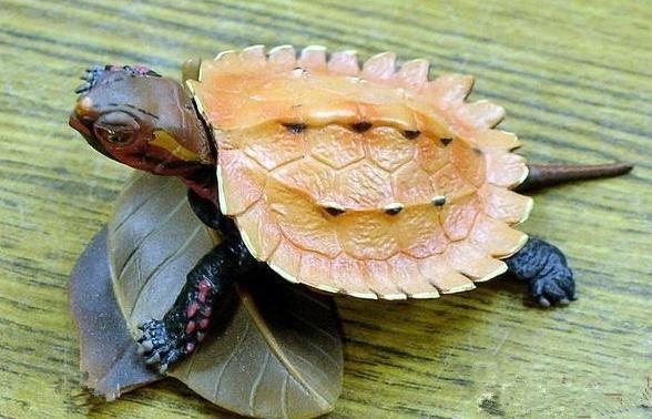 最美的宠物龟好看又好养陪你一辈子