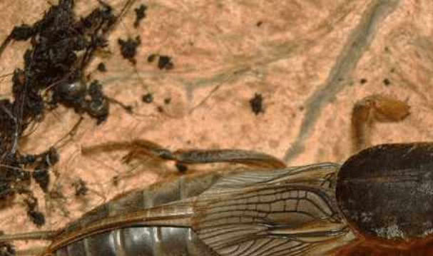 楼兰古国的消失不是因为战争而是亡于一种常见的虫子