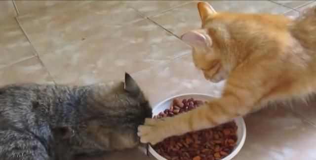 猫护食把主人的手指咬掉了该不该把猫弄死