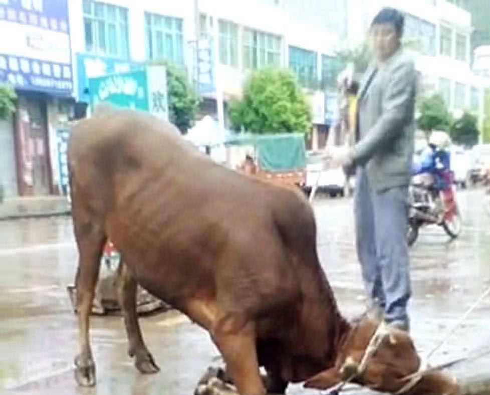 男子用鞭子抽打老牛,老牛的一动作惊呆路人,知道原因主人羞愧