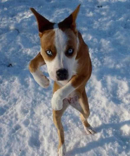 萌宠成精瞬间图六猫咪化身表情帝网友笑得手机都掉了