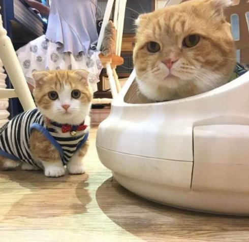 猫妈生下小猫仔后，猫爸就做起了保姆，一家三橘太可爱了|猫爸|猫|小情人_新浪新闻