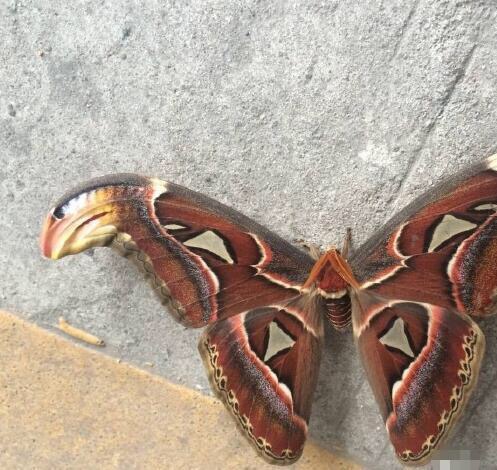 女子发现石壁靠着一条蝴蝶蛇准备抓来玩靠近后头麻了