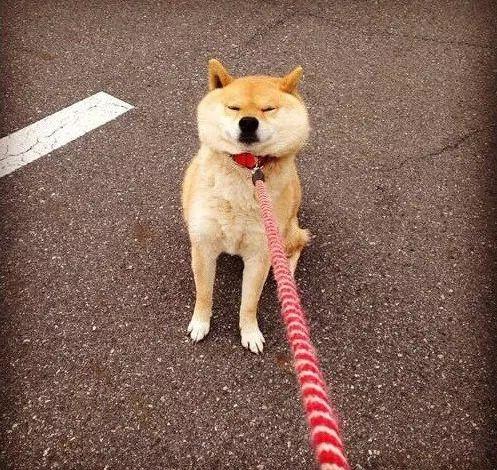 猫咪贪玩头卡在水泥板里,表情神似闹脾气柴犬