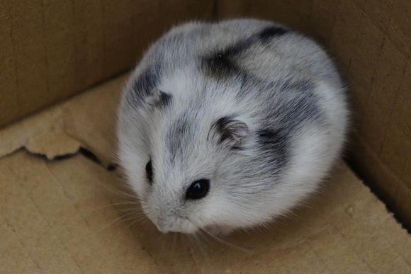 养宠小心!最容易饲养的三线仓鼠也会咬人?