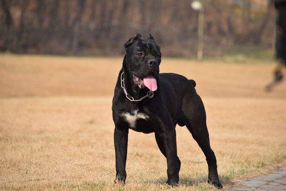 杜高犬和卡斯罗战斗力爆表谁才是真正的最佳猎犬