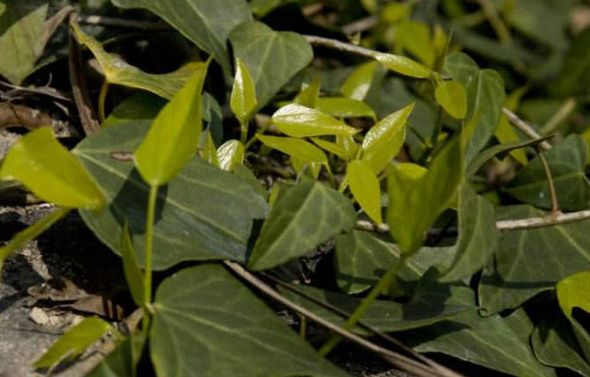 农村"上树蜈蚣"能活血通络,化瘀消肿,很多人都不了解!