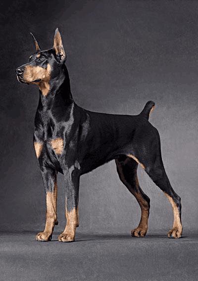 在我们选择马犬和杜宾时,哪个更好些呢,各自的优缺点是怎样