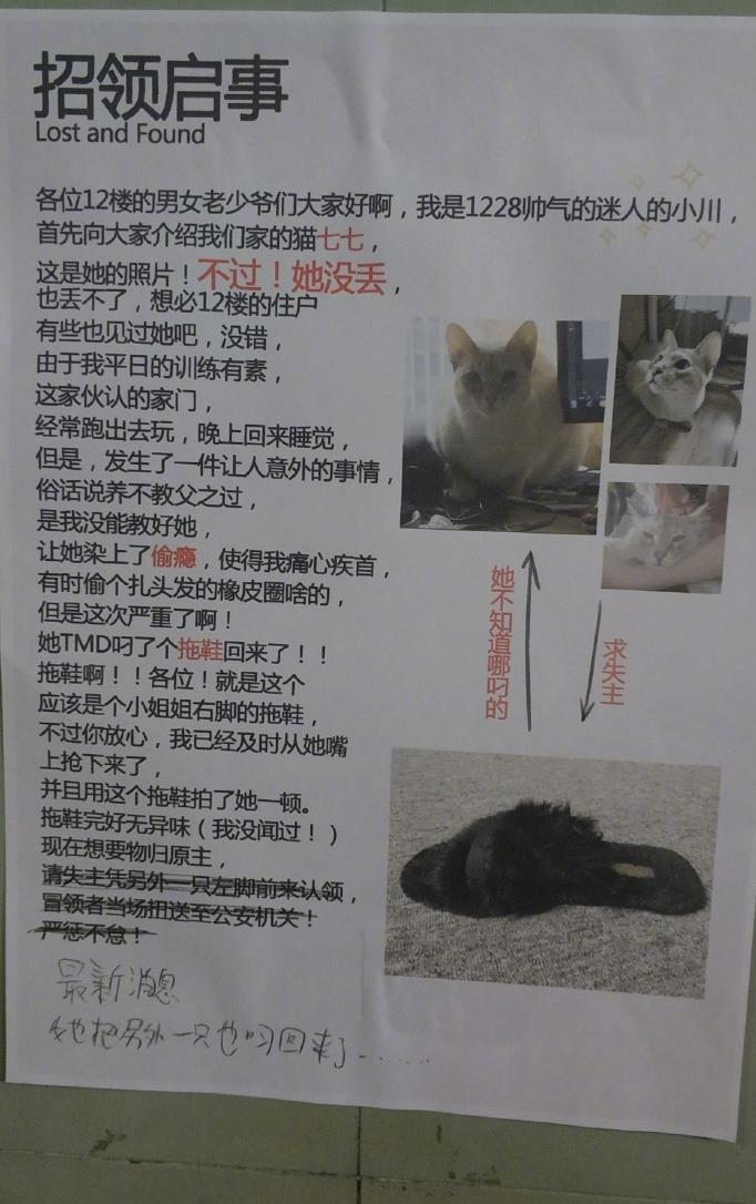 猫咪"偷"拖鞋主人刚贴招领启事:请凭另一只认领 又偷来另一只