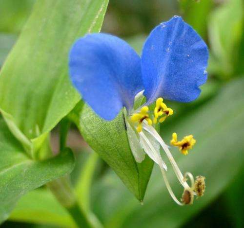 这种紫色野草,被农民拿来当野菜,还能治疗感冒
