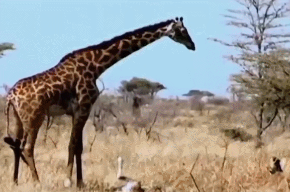 狮子偷袭小长颈鹿长颈鹿妈妈直接上去一脚没想到结果是这样