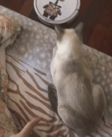 368_449gif 动态图 动图