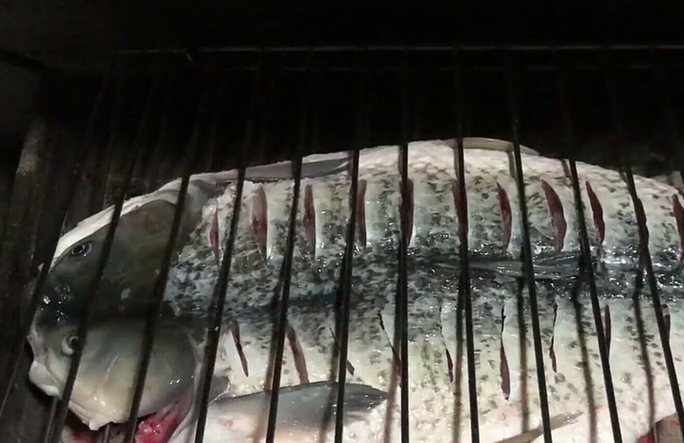 山东大叔做秘制烤鱼生意火爆,活鱼现杀现烤新鲜美味顾客都拼桌吃