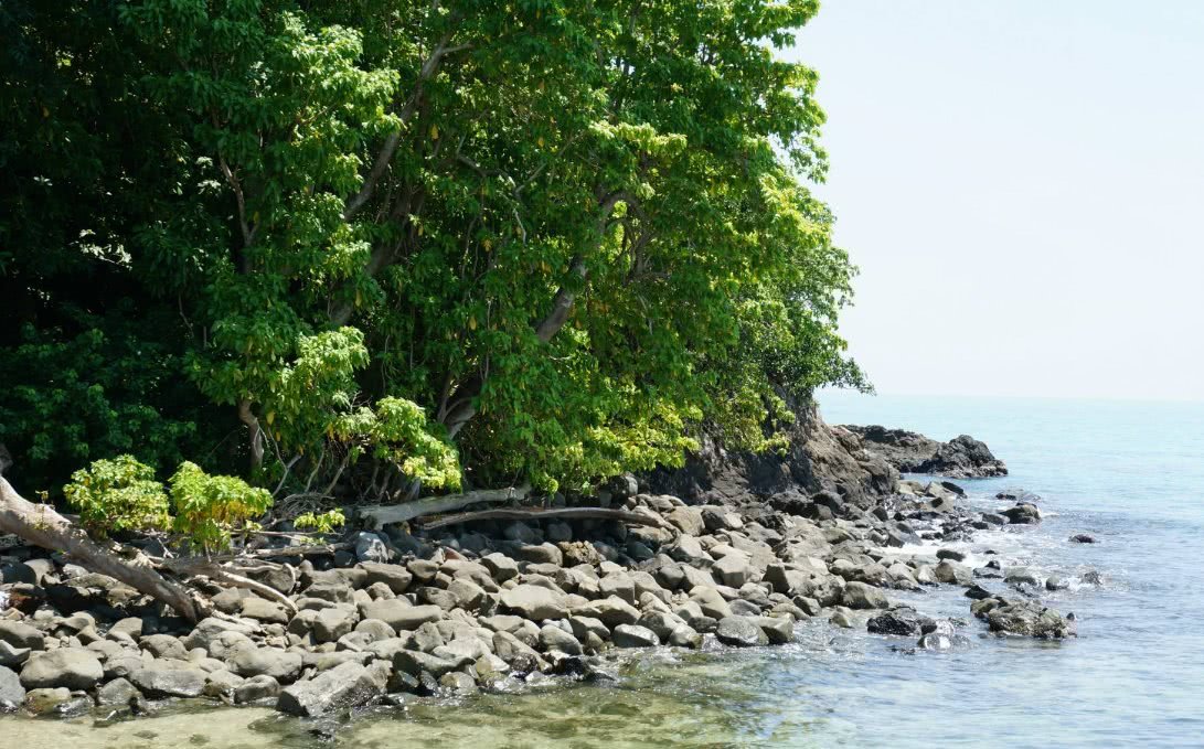 大连藏着个蛇岛岛上两万多条剧毒蛇世界仅存蛇类生活在此