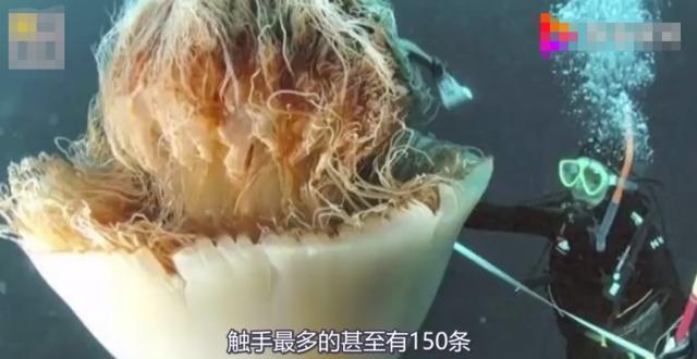 能轻易杀害虎鲸和人类,还长得像果冻的动物,有人竟想把它当宠物