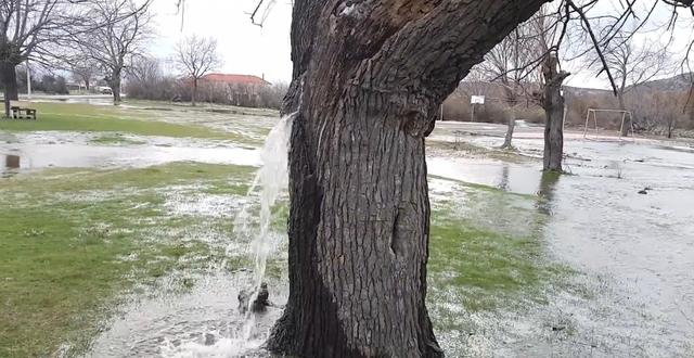 奇观!全球唯一会"喷水"的树,几十年没有停息,水从哪里来的?