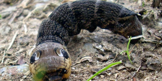 树上掉下"小短蛇"吓坏游人,冷静细瞧不太对,村民解释大开眼界