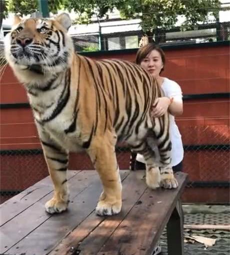 美女摸老虎屁股拍照,不料老虎一张嘴,吓得大家一身冷汗
