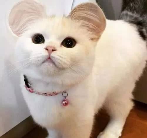 猫咪长了双大耳朵,越看越觉得好玩,网友:接受wifi信号吗?